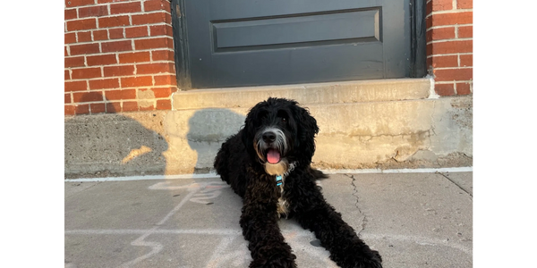 Duncan, the bernedoodle of Dood Wellness, Personal Training, and Nutrition Planning.