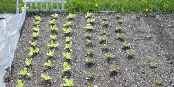 Newly planted garden