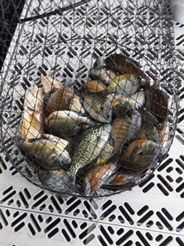 Mixed bag of Chippewa Flowage fish in a basket