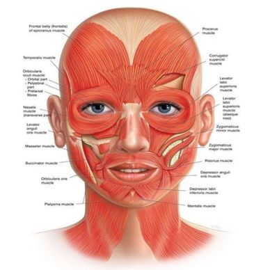 Face Yoga, Face Gym, Face Muscles workout para tu cara así ganarle a la gravedad