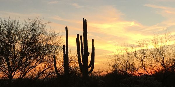  The sun silhouettes the shapes of the Sonoran desert in Marana Arizona.