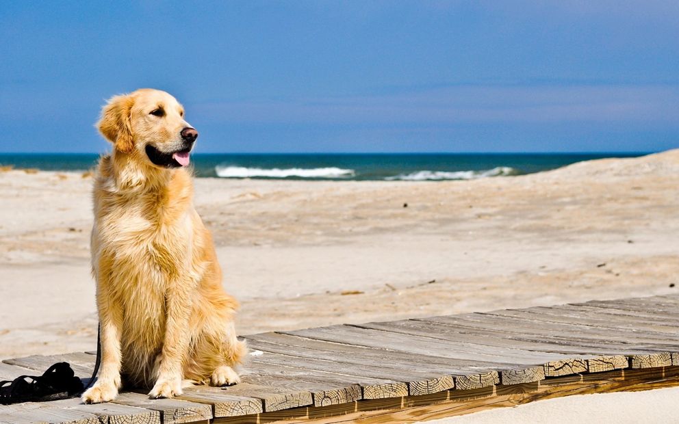 all dogs love the beach