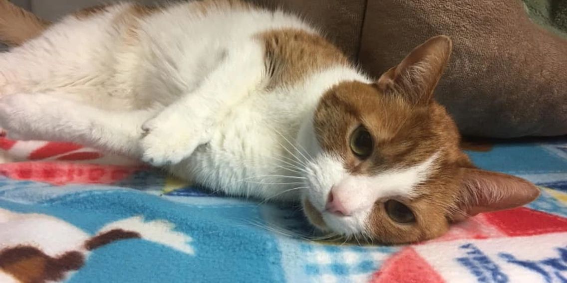 White Oak Animal Safe Haven PetsWall