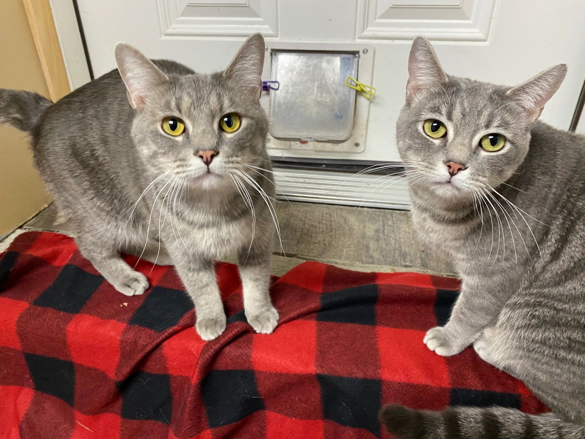 White Oak Animal Safe Haven - Animal Shelter, Animal Rescue White Oak Animal Safe Haven - Animal Shelter, Animal Rescue