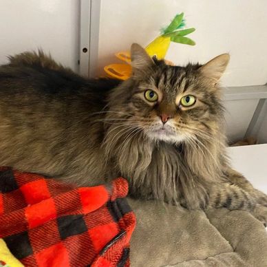 Find a Furry Friend Find a Furry Friend