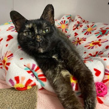 White Oak Animal Safe Haven - Animal Shelter, Animal Rescue White Oak Animal Safe Haven - Animal Shelter, Animal Rescue