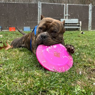 White Oak Animal Safe Haven - Animal Shelter, Animal Rescue White Oak Animal Safe Haven - Animal Shelter, Animal Rescue