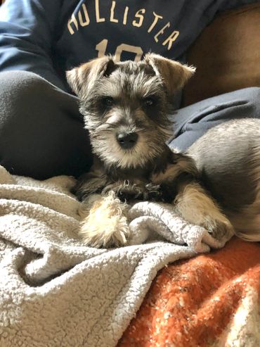 A man with puppies sitting on the bed with looking ahead