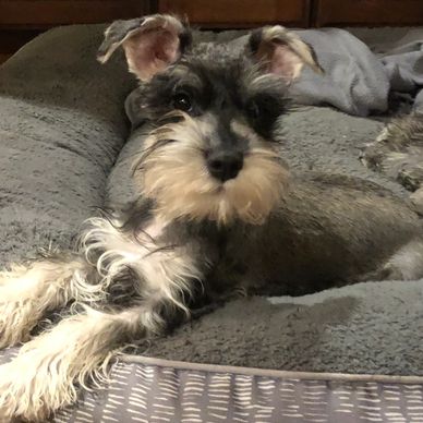 Birdie Salt & Pepper