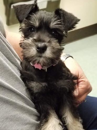 A man hold the black puppy on the hand