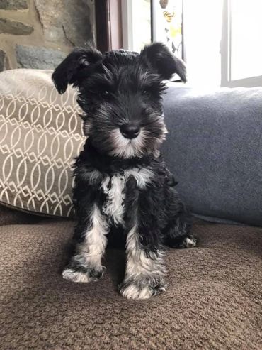 A black puppy on the bed with looking camera