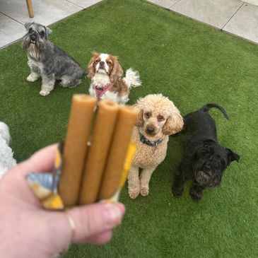 Four dogs sitting on grass looking at treats.