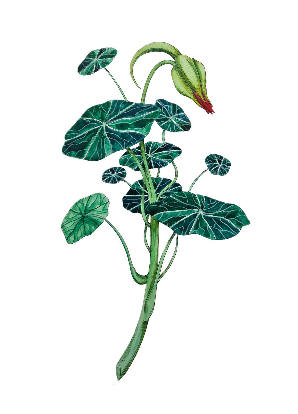 fineline pen and watercolour