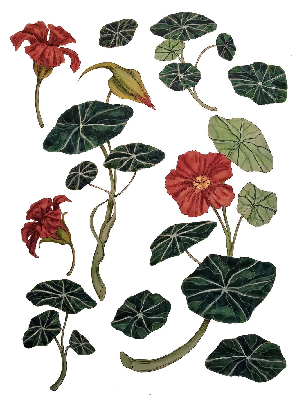 fineline pen and watercolour