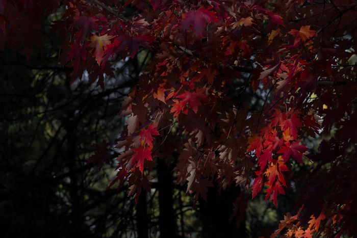Fall in Prescott, Arizona