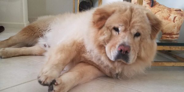 Chow Chow, Delray Beach South Florida
Pet Sitting Overnight