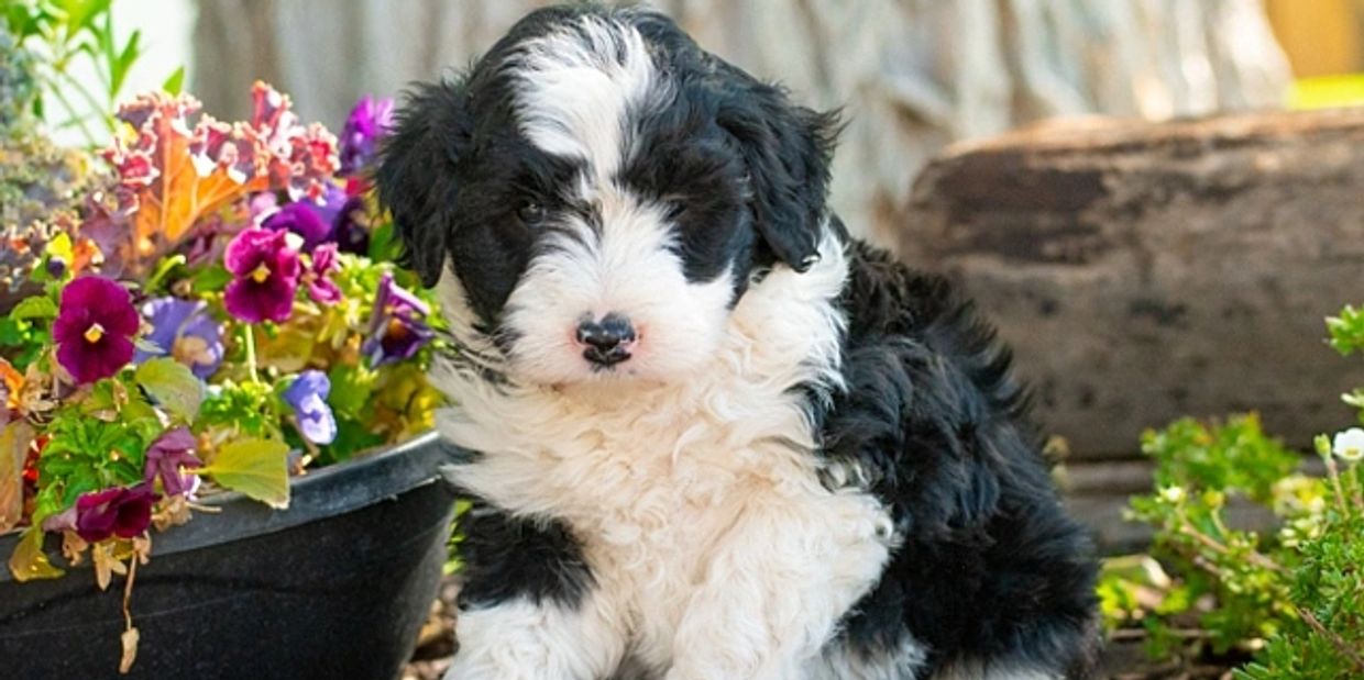 Bordoodle Puppy in flowers