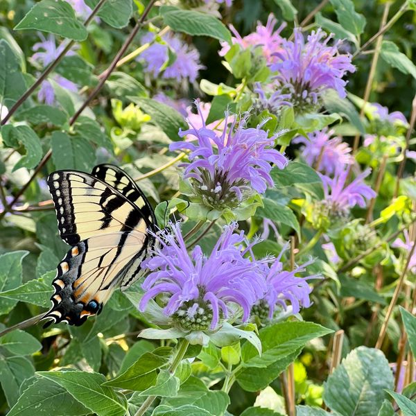 A yellow and black butterfly on purple flowers in a green garden.
