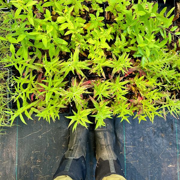 Gardener's boots next to vibrant green seedlings in a nursery.