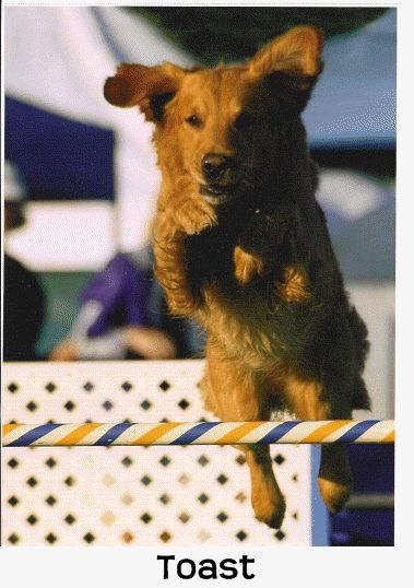 SF Golden Retrievers