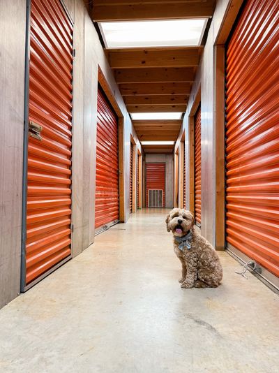 Climate controlled storage on site (security dog only for pictures)