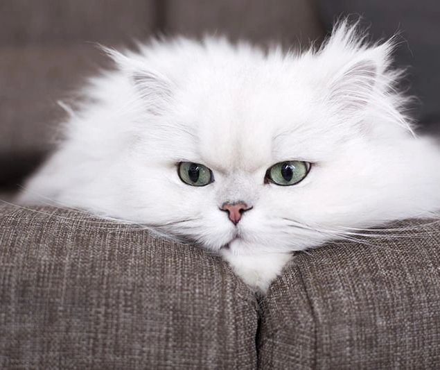 Fluffy Persian cat