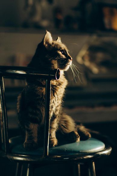 Cute cat sitting upright on chair gazing