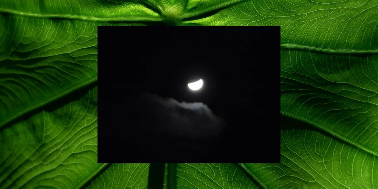 the moon and a cloud with a leaf.