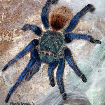 Green bottle blue tarantula