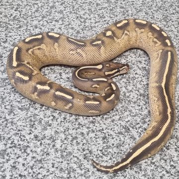 Reptile, Pythons, Boas, Hognose - DM Reptiles - Plymouth, England