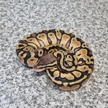 Reptile, Pythons, Boas, Hognose - DM Reptiles - Plymouth, England