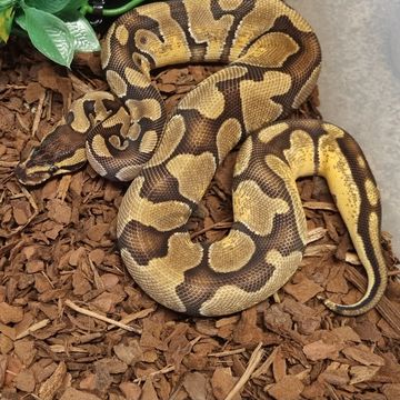 Reptile, Pythons, Boas, Hognose - DM Reptiles - Plymouth, England