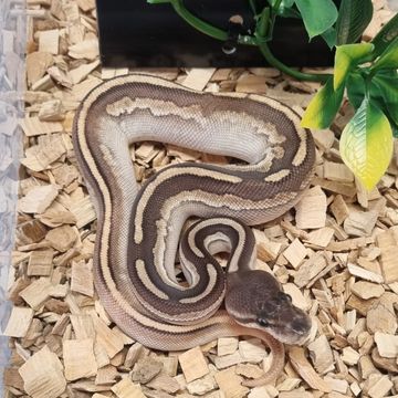 Reptile, Pythons, Boas, Hognose - DM Reptiles - Plymouth, England
