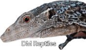 DM Reptiles