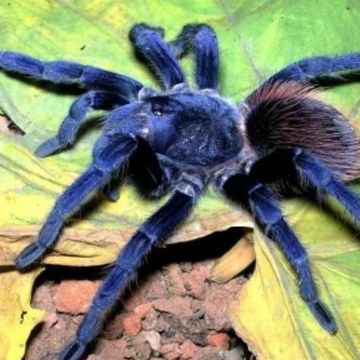 Brazilian blue tarantula