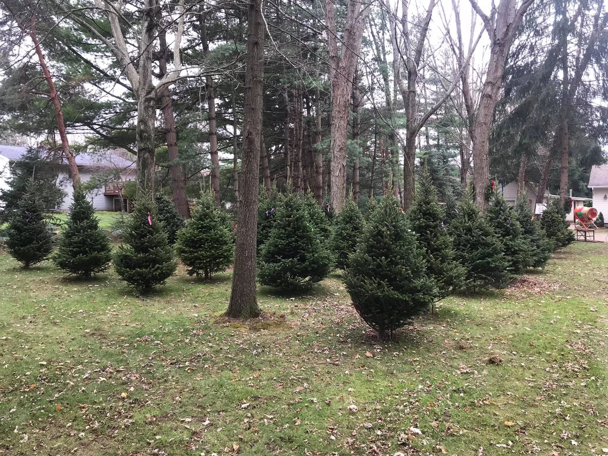 Christmas trees ohio cut your own