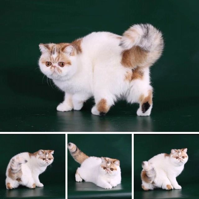 Exotic Shorthair Persian, Shorthair Persian, Exotic Shorthair Cat, Exotic Shorthair Kitten