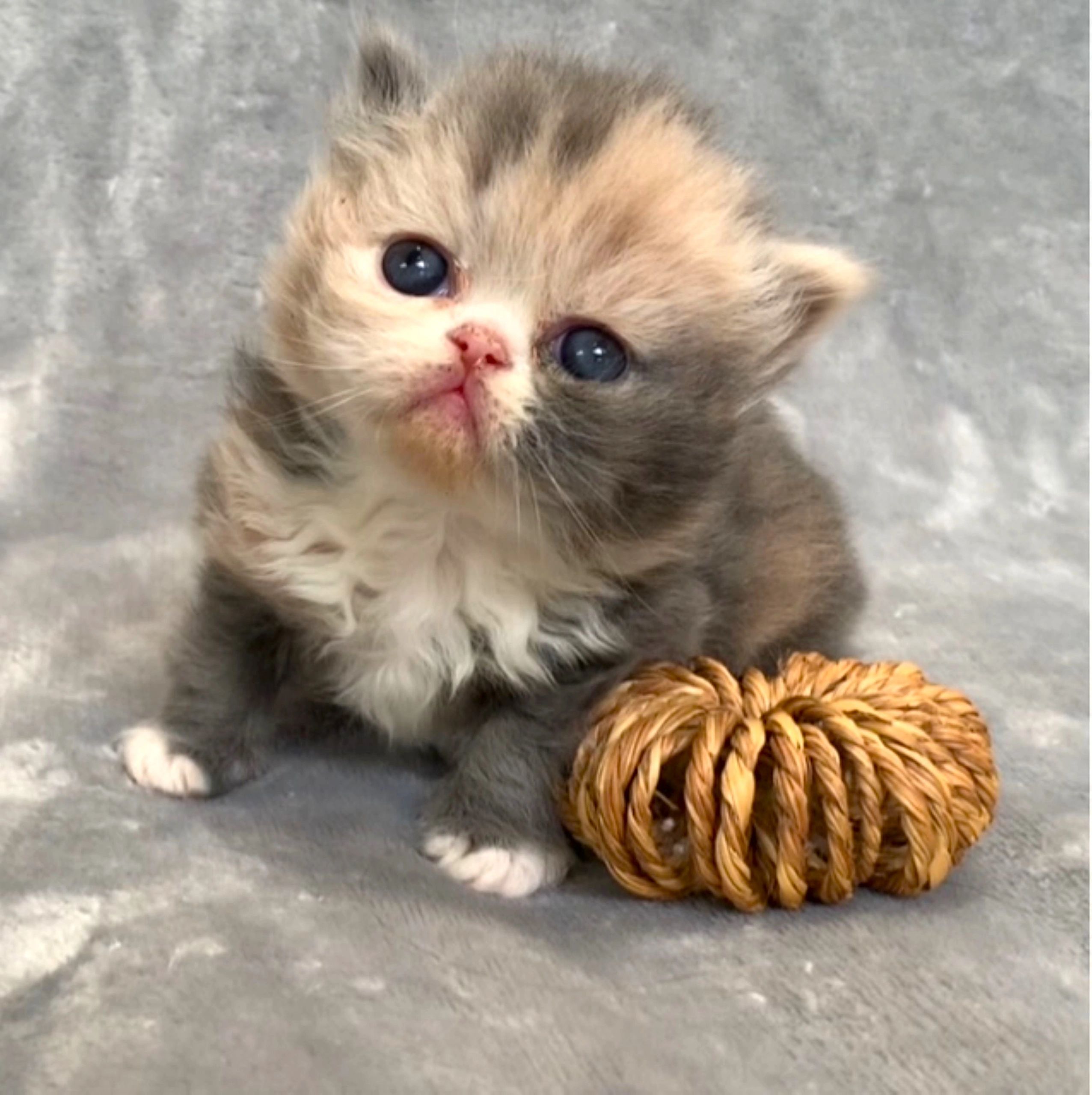 Exotic Shorthair Cat Adoption: Ultimate Guide to Loving Companions