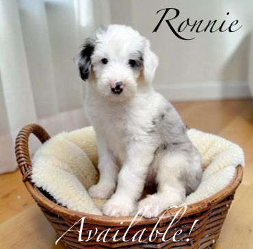 Adorable white and gray puppy named Ronnie in a cozy basket.