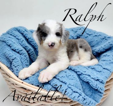 Cute puppy named Ralph in a basket.