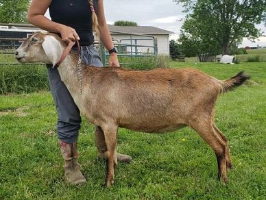 *photo courtesy of Hendy Farms*