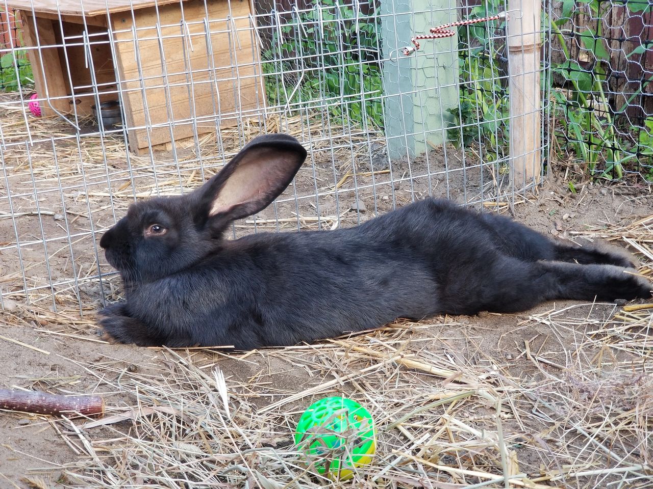 A guide to owning Flemish giant rabbits