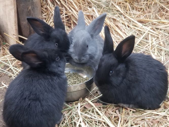 Witnessing Stages of a Rabbit's pregnancy