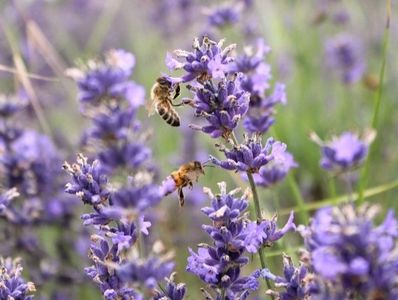 Image: A serene scene of bees diligently pollinating vibrant lavender flowers in a sun-kissed field.