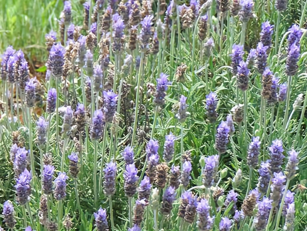 Southern Grace Lavender Farm in Southport, Florida
