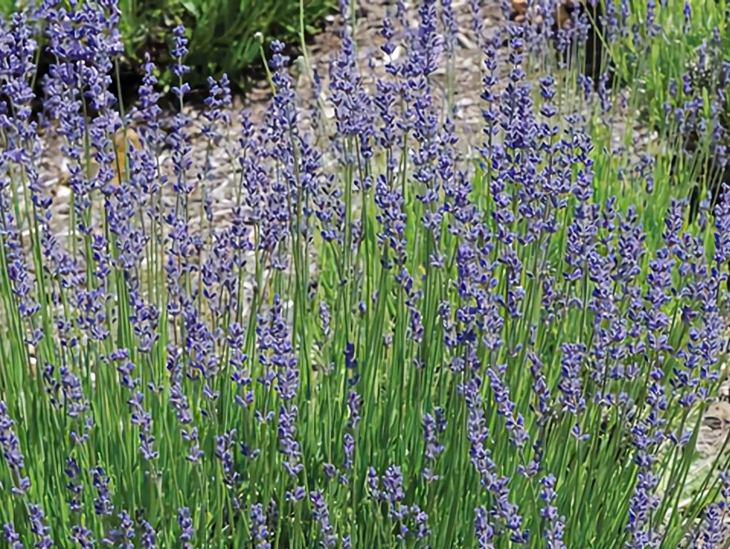 Culinary Lavender - Food Grade – Vermont Wildflower Farm