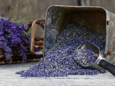 Culinary Lavender, Royal Velvet – Sunshine Herb & Lavender Farm