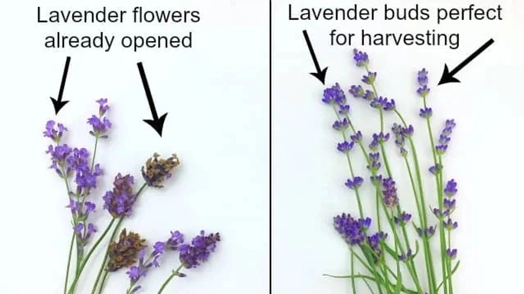 Southern Grace Lavender Farm in Southport, Florida