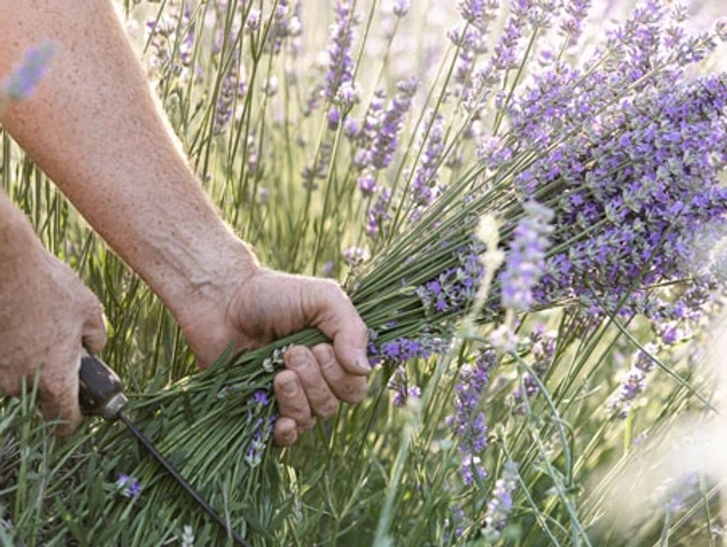 Harvesting Fresh Lavender: How to Harvest, Prune & Dry Lavender Flowers ~  Homestead and Chill