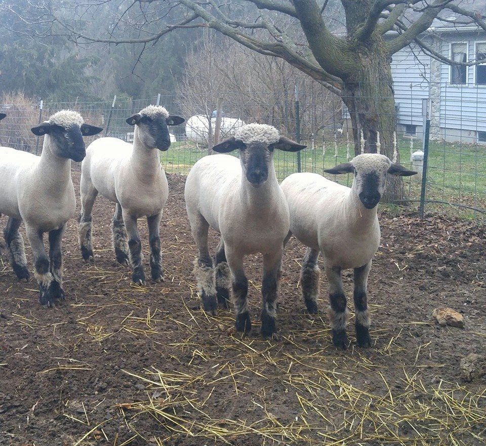 Shropshire Sheep Sugar Ridge Ranch